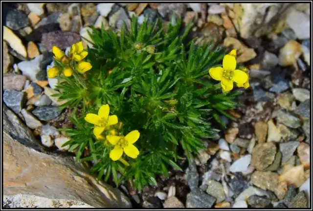 Является ли Campanula Portenschlagiana инвазивной?