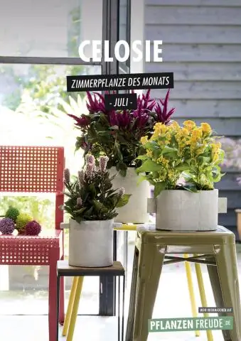 Celosia plumosa - многолетнее растение?