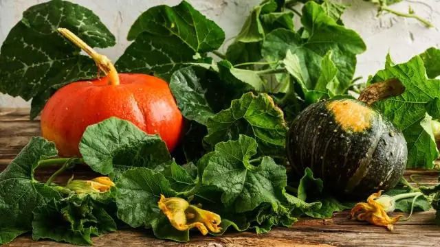 Как быстро растет тис Densiformis?