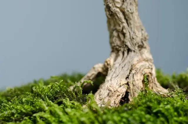 Как выкопать саженец?