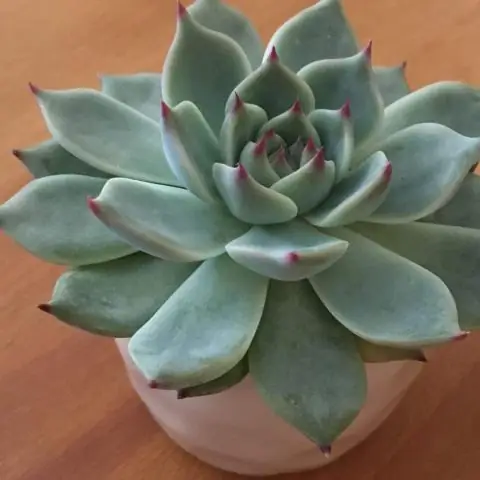 Как часто нужно поливать ладонь Kentia?