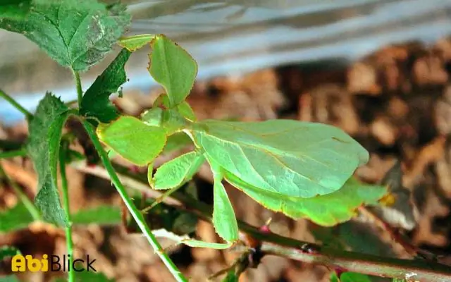 Что такое корневая вспышка дерева?