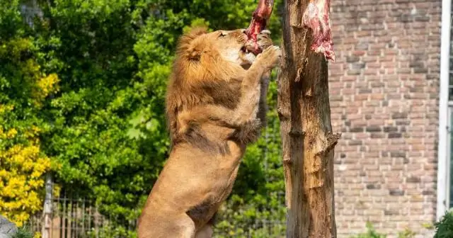 Насколько велико дерево мушмулы?