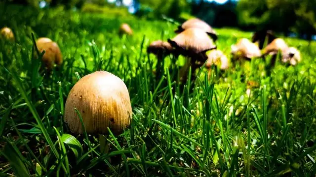 Как вы подрезаете AZ Cypress?