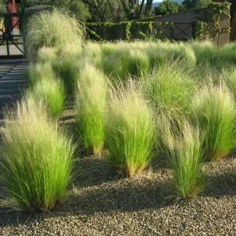 Вы сокращаете Stipa Tenuissima?