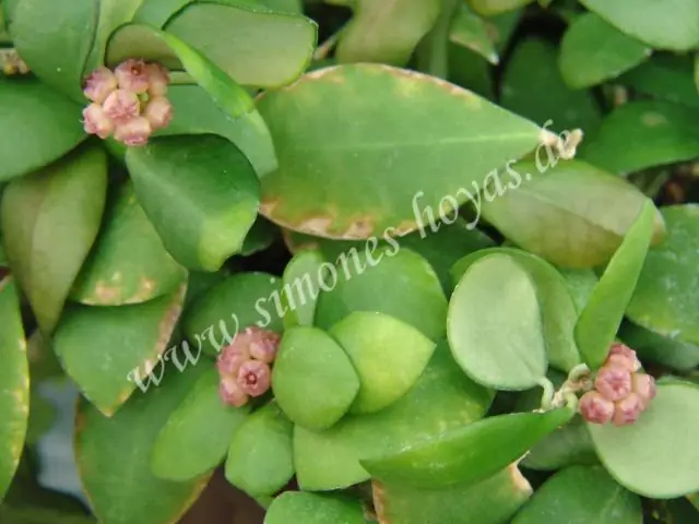 Как укоренить Hoya Linearis?