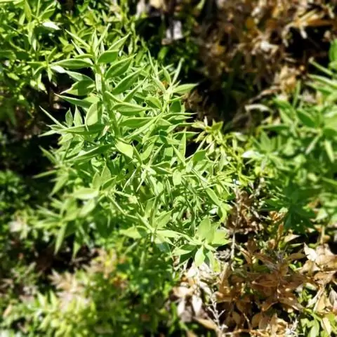 Ядовит ли Ruscus aculeatus?