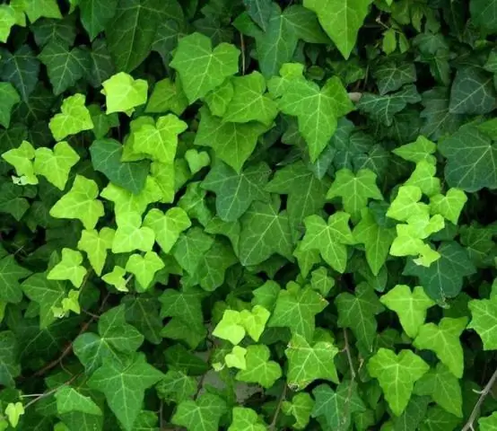 Как часто нужно поливать Hedera helix?