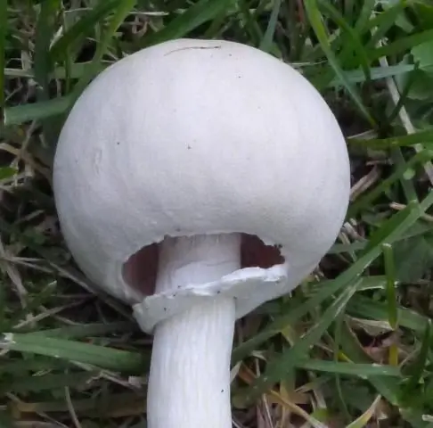 Как избавиться от Leucocoprinus Birnbaumii?