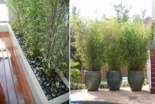 Можно ли использовать Miracle Grow для выращивания бамбука?