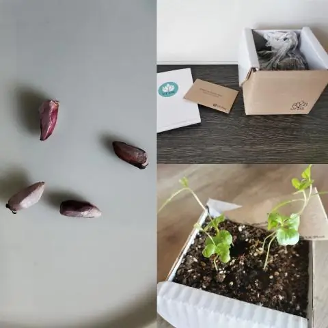 Могу ли я выращивать собственные семена в AeroGarden?
