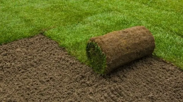 Как удобрять траву Zoysia во Флориде?