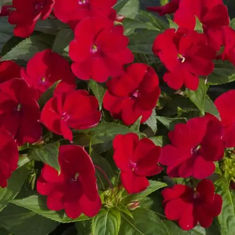 Что такое SunPatiens?