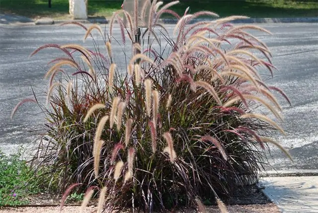Является ли Pennisetum rubrum выносливым?