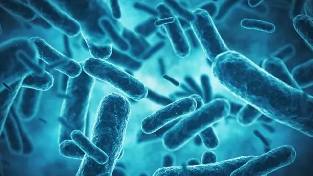 Какой уровень биобезопасности у кишечной палочки?