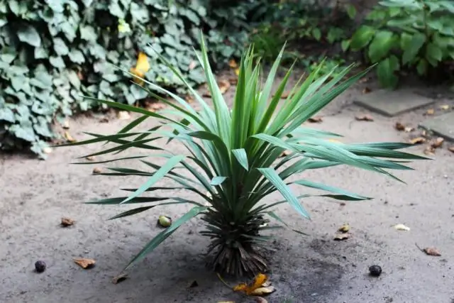 Какого роста вырастают Yucca Elephantipes?