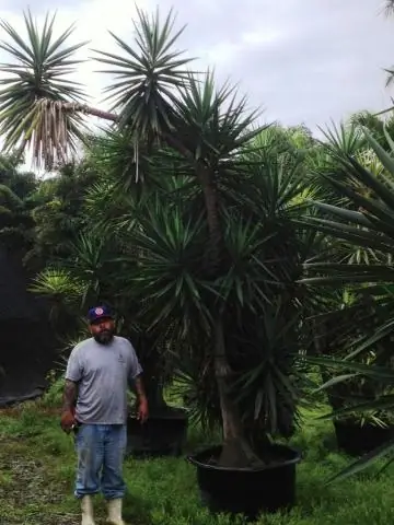Ядовиты ли Yucca Elephantipes?