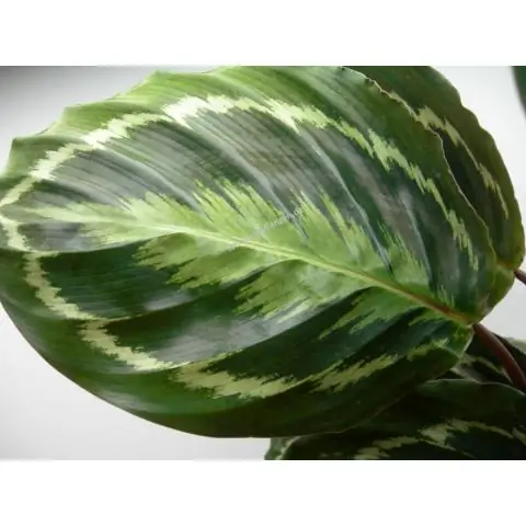 Как вы ухаживаете за Calathea White Fusion?