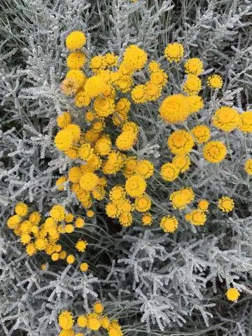 Как обрезать Chamaecyparissus Santolina?