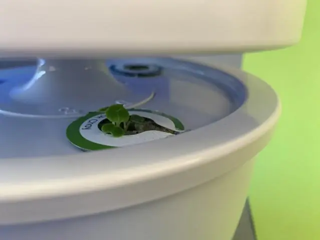 Как вырастить канну из семенных коробочек?