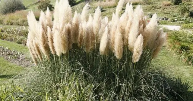 Как обрезать орхидею-моль?