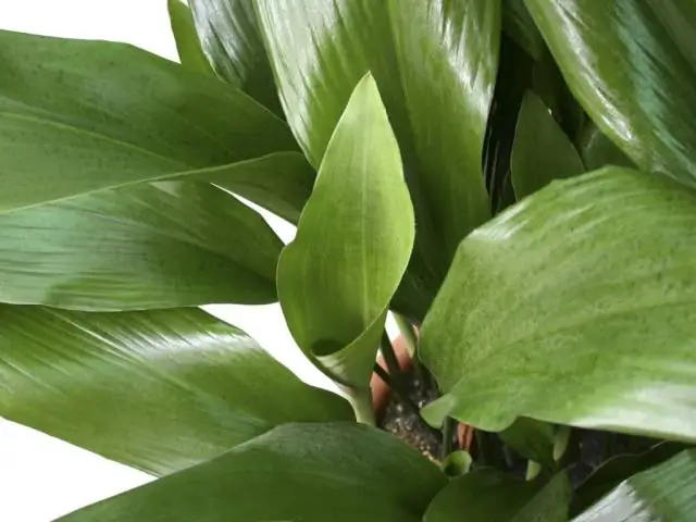 Что считается повышенной влажностью в доме?