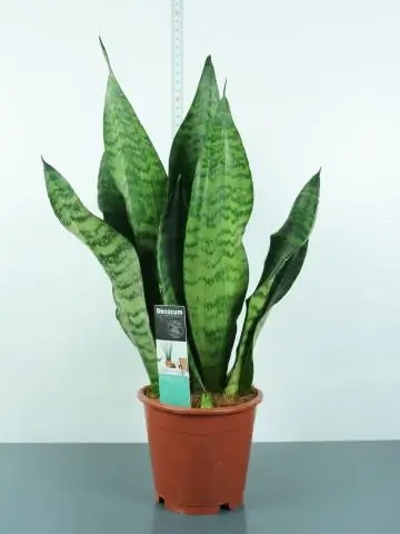 Как вы ухаживаете за Sansevieria Zeylanica?