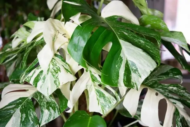 Monstera deliciosa - это виноградная лоза?