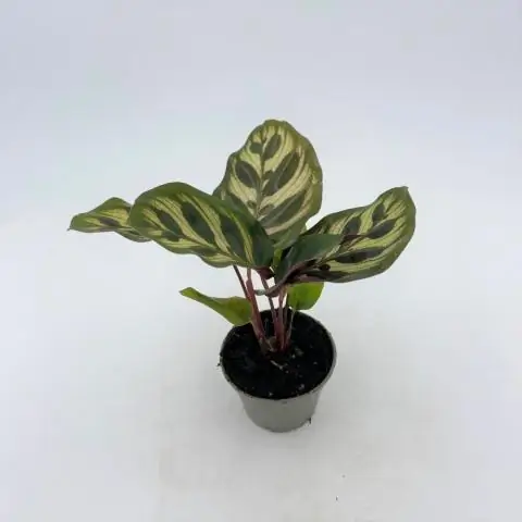 Как вы ухаживаете за Calathea Triostar?