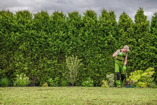 Как быстро растет Thuja Green Giant?