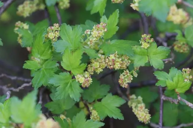 Какие изгороди любят птицы?