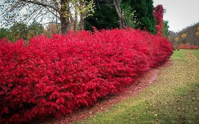 Устойчивы ли олени Burning Bushes?