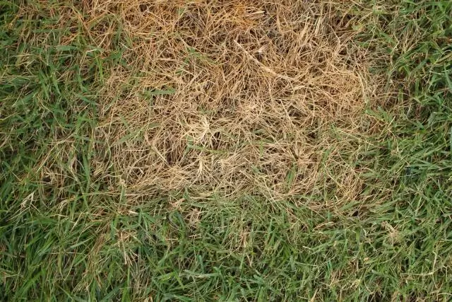 Выжигает ли траву при поливе на солнце?