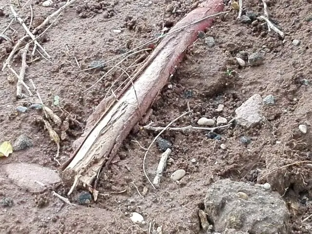 Корни Laburnum инвазивны?