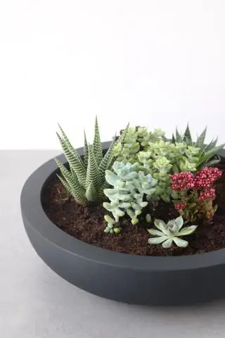 Полезна ли кофейная гуща для суккулентов?