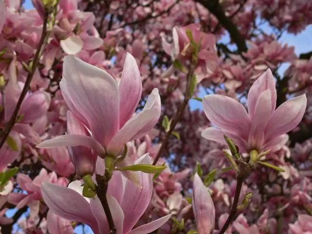 Что такое магнолия?