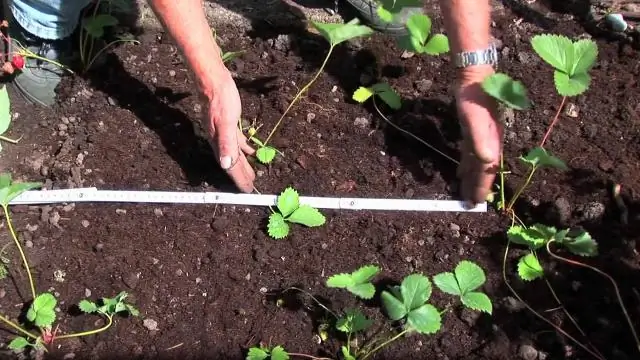 Как сажать чернику?