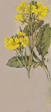 Что можно использовать для абажура?