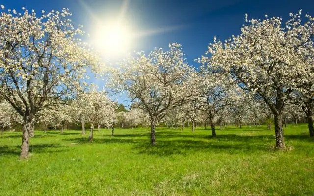 Можно ли удобрять деревья весной?