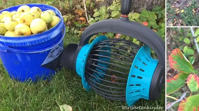 Как утеплить лилии канны?