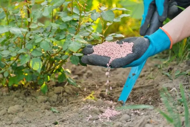 Чем вы обрабатываете газон осенью?