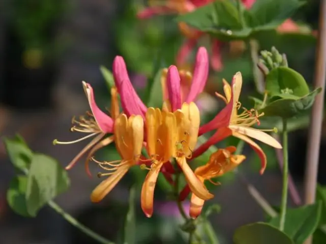 Жимолость и растительная лоза - это одно и то же?