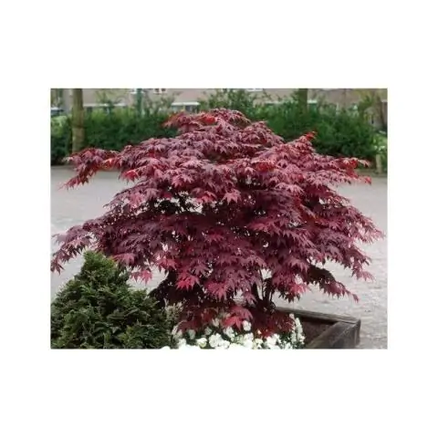 Как вы ухаживаете за Acer palmatum Atropurpureum?