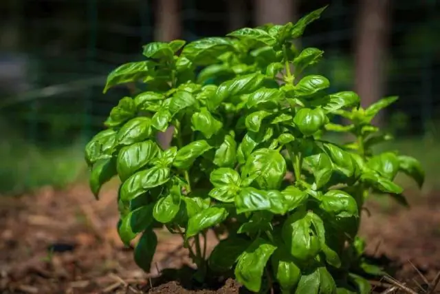Можно ли выращивать базилик в горшке?