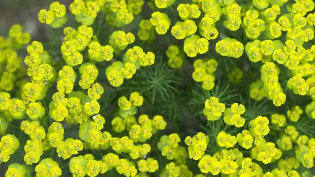 Как вы ухаживаете за Euphorbia Trigona?