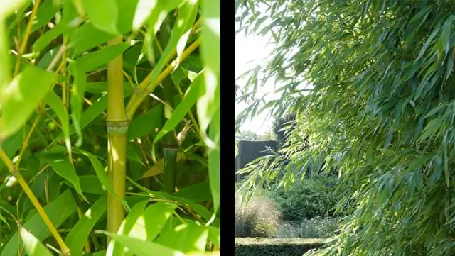 Как вы сажаете Phyllostachys Aurea?