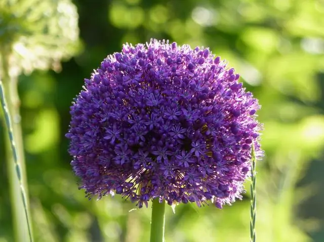 Как вырастить такку чантриери?