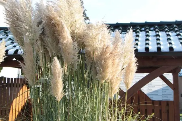 Как выкапывают декоративную траву?