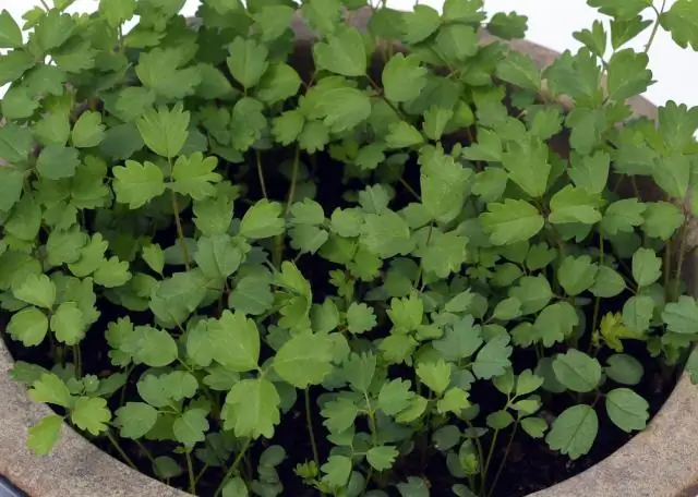 Сколько солнца нужно тимьяну?