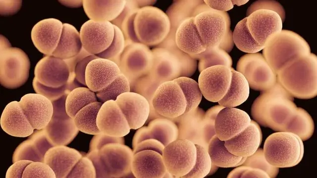 Можно ли размножить фиттонию?